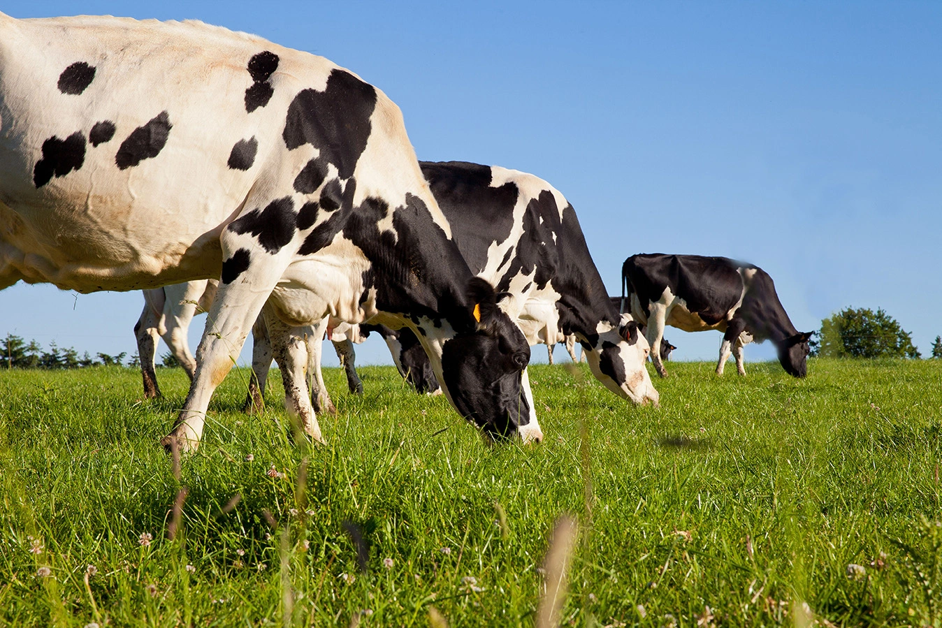 Fourragères LG - Vaches laitières Prim'Holstein qui paturent en prairie - AdobeStock317002977 Visuel Fourragères LG - Vaches laitières Prim'Holstein qui paturent en prairie - AdobeStock317002977