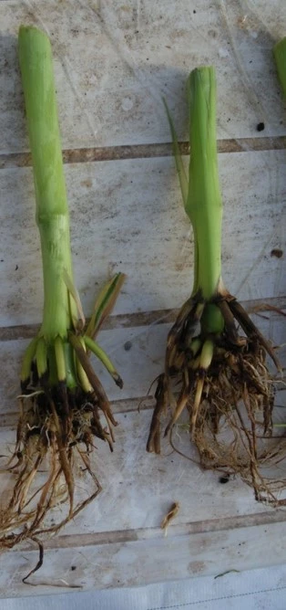 Visuel Necroses_racinaires_mais_Limagrain_Vilmorin.jpg