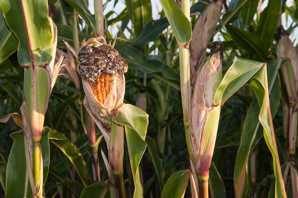 Visuel LG_mais_maladie_charbon_commun_AdobeStock_125838253.jpg