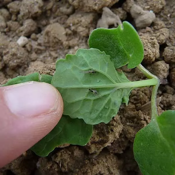 Visuel TuYv Pucerons verts