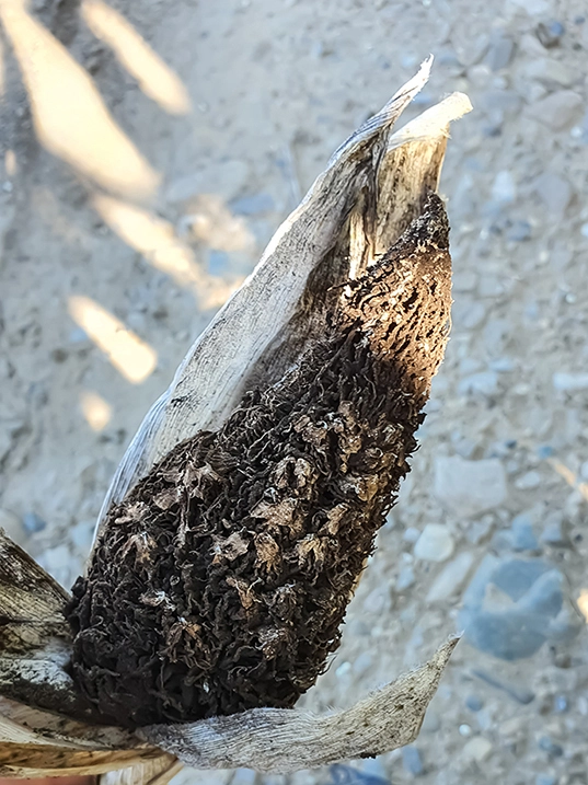 Visuel LG_maladie_mais_charbon_des_inflorescences_sorosporium_holci_sorghi_AdobeStock_376357355_BD.jpg