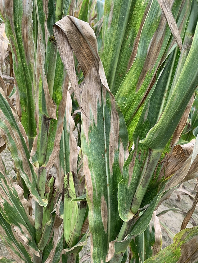 Visuel LG_maladie_mais_ensilage_helminthosporiose_Xavier_GermainBD.jpg