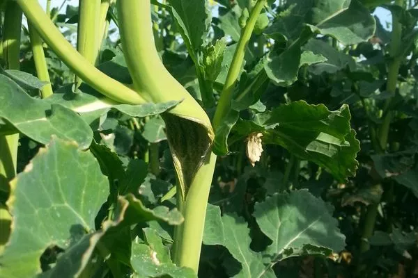 Visuel Design sans titre (5).jpg