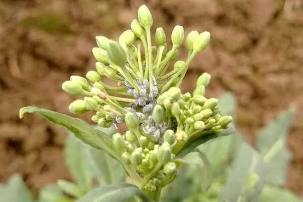 Visuel Design sans titre (8).jpg