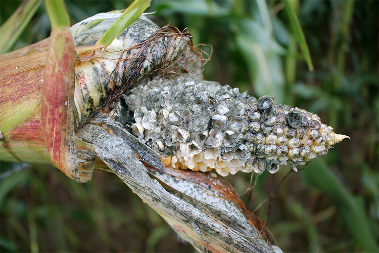 Visuel Mais_maladie_Mycotoxines_AdobeStock_501641002_75ppp.jpg