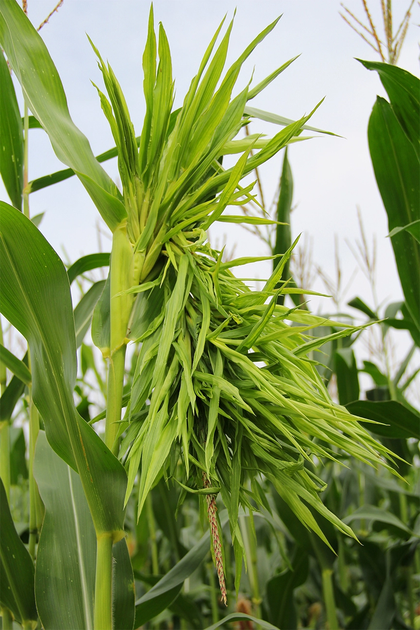 Visuel Mais_maladie_Mildiou_AdobeStock_70175751_75ppp.jpg