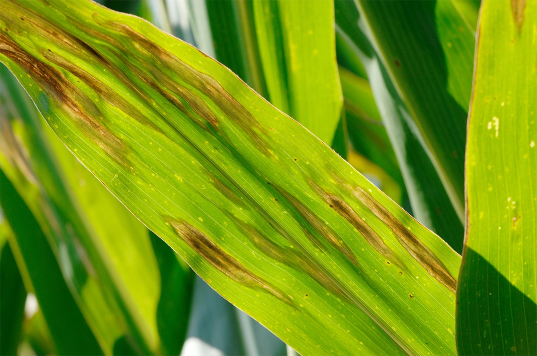 Visuel Mais_maladie_Helminthosporiose_AdobeStock_693812442_75ppp.jpg