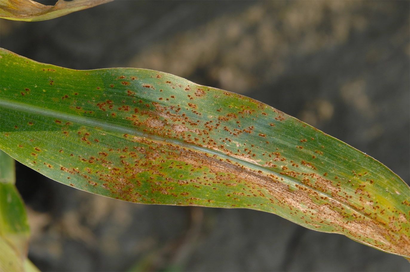 Visuel Mais_maladie_rouille_feuilles_AdobeStock_693812246_BD.jpg