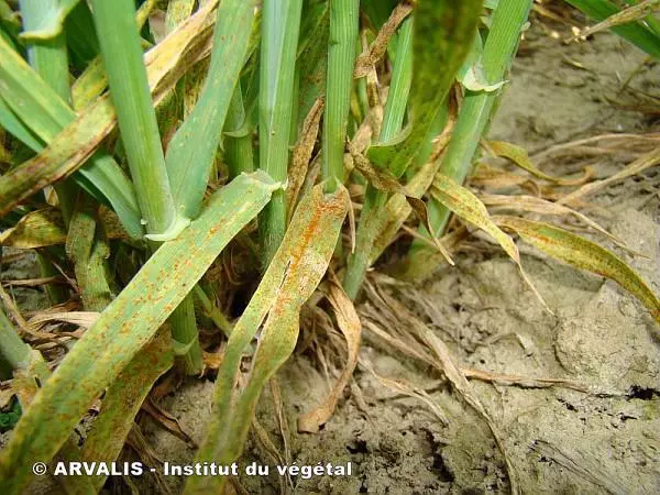Visuel arvalis rouille naine de l'orge.jfif