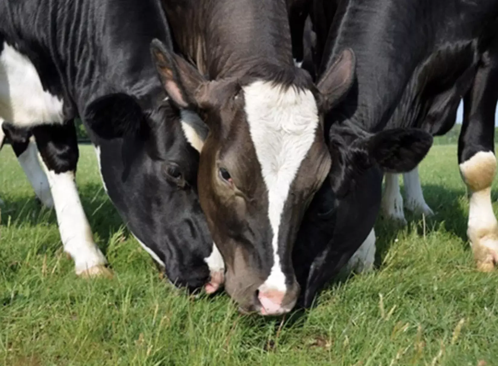  L'efficacit&eacute; alimentaire prend racine au champ 