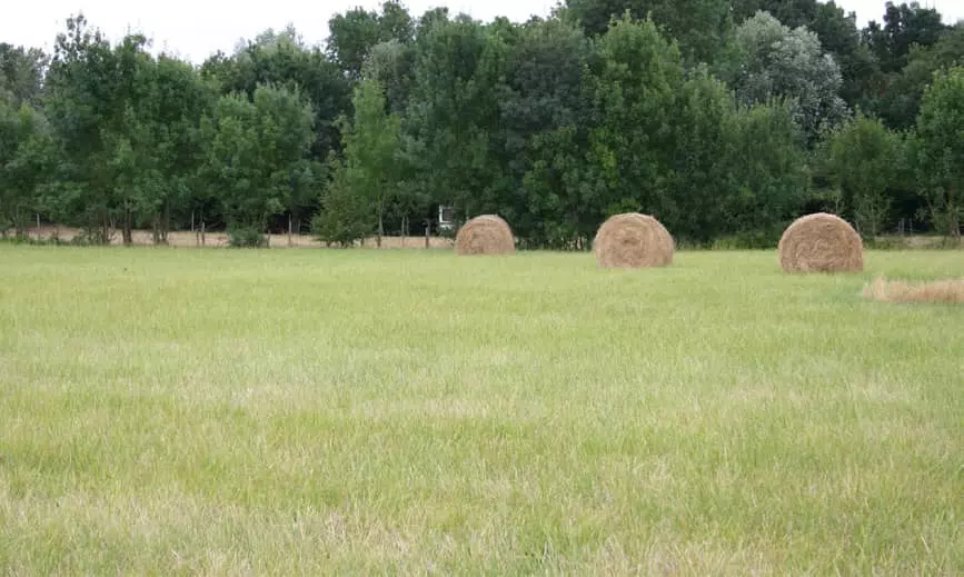 Visuel Prairie fourragères sécheresse