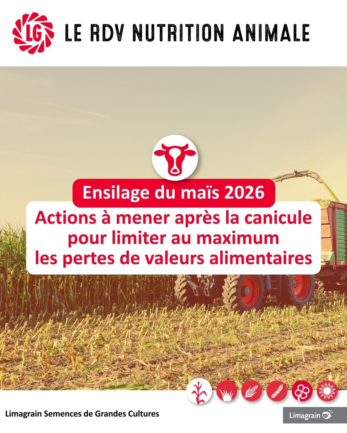 Ensilage maïs 2026, limiter au maximum les pertes de valeurs alimentaires