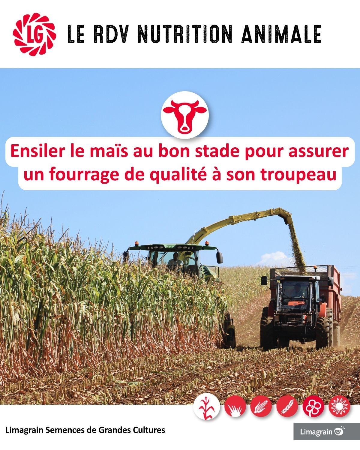 Comment déterminer le bon stade d’ensilage du maïs ?