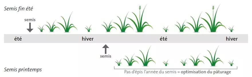 Semis prairie Visuel Semis prairie