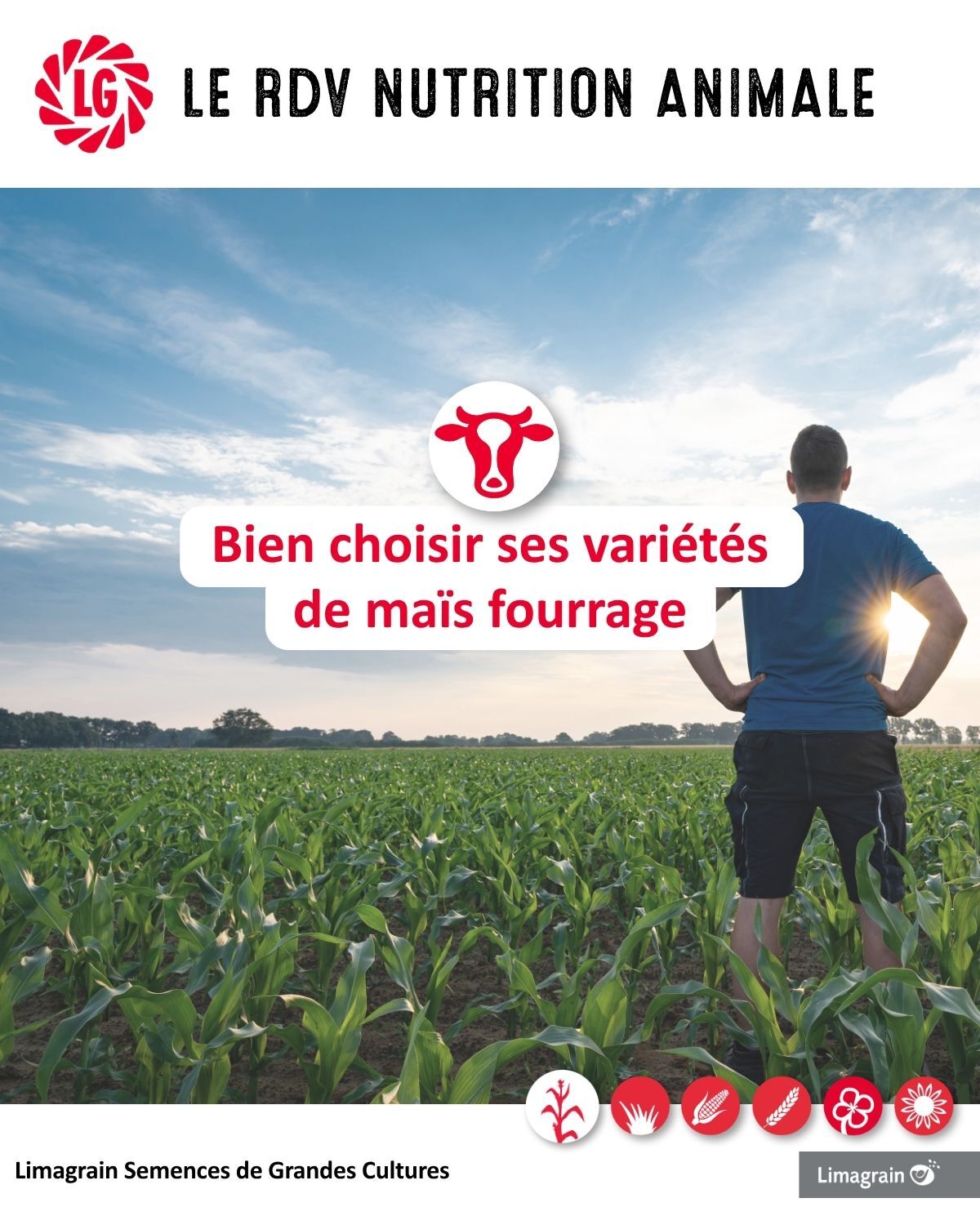 Comment bien choisir ses variétés de maïs ensilage ?