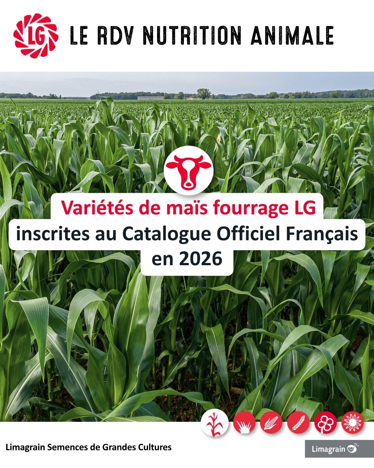 Les variétés de maïs fourrage LG inscrites au Catalogue Officiel Français en 2026