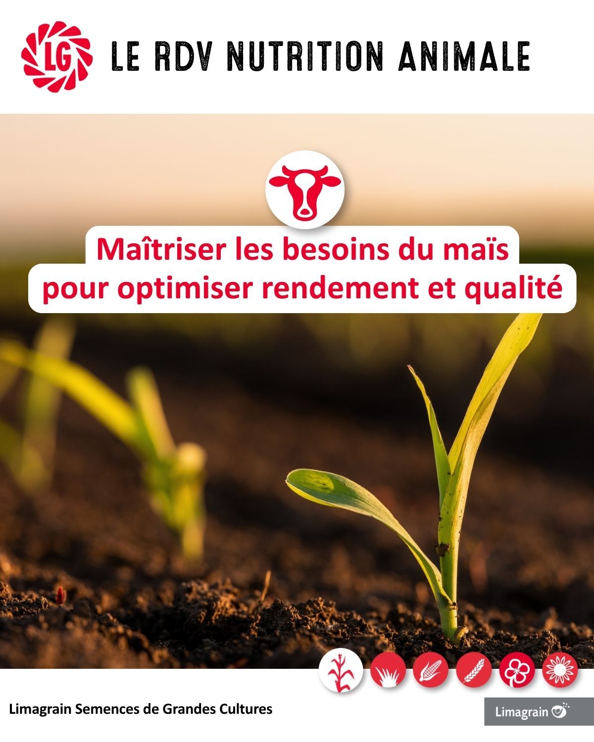 Comment maîtriser au mieux les principaux besoins du maïs fourrage ?