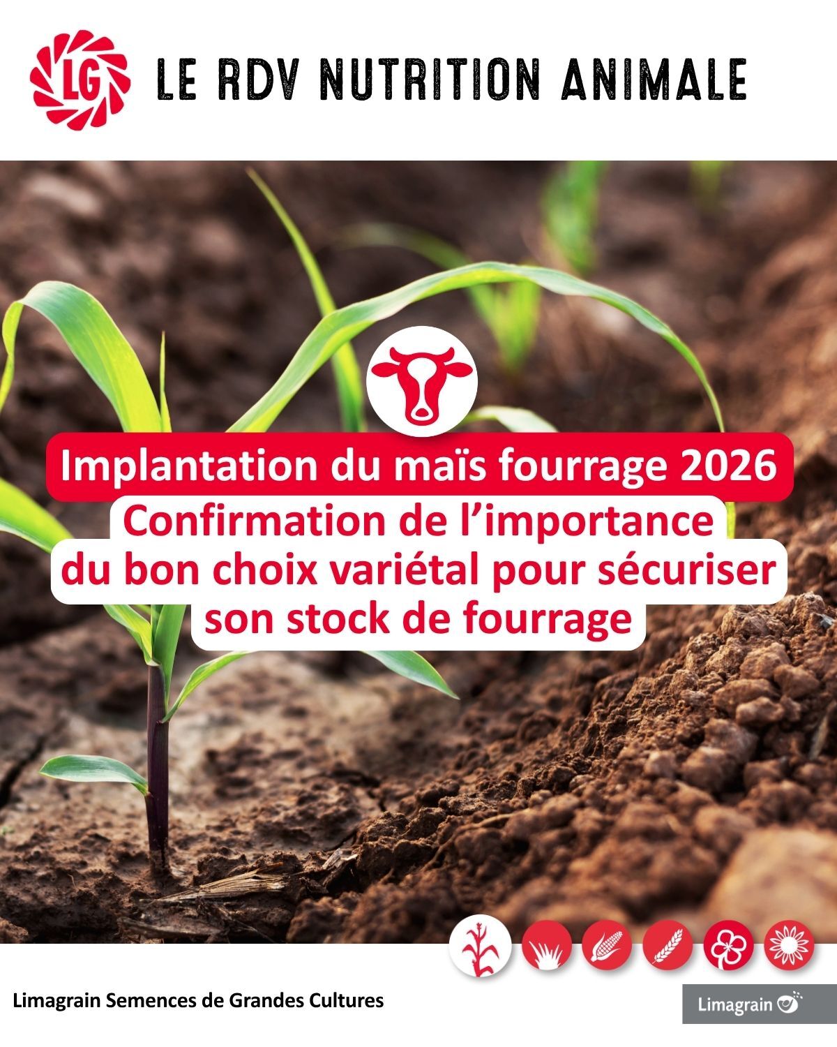 Semis et implantation maïs 2026, focus sur la vigueur de départ