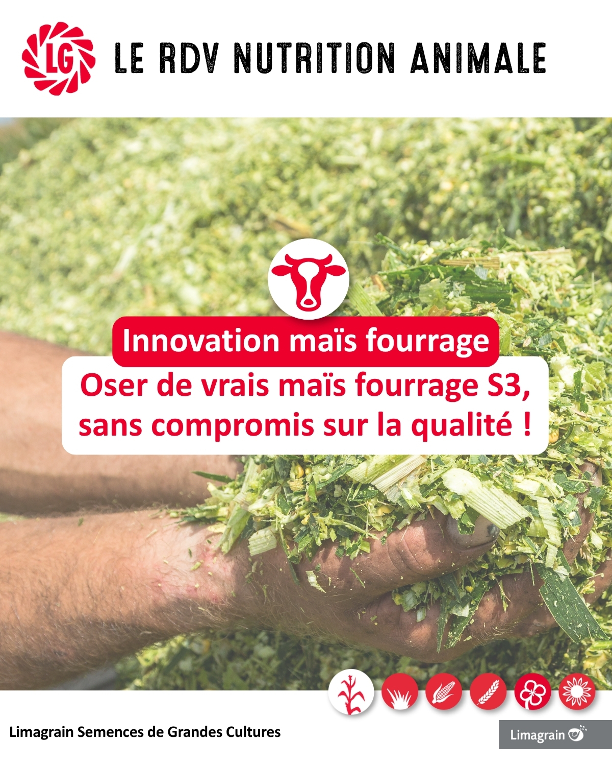 Innovation : oser de vrais maïs fourrage S3, sans compromis sur la qualité