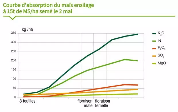 Maïs fourrage Visuel Maïs fourrage