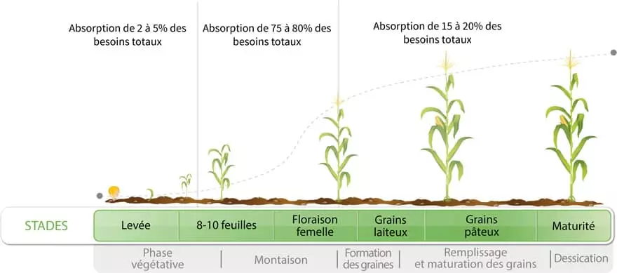 Maïs fourrage fertilisation Visuel Maïs fourrage fertilisation
