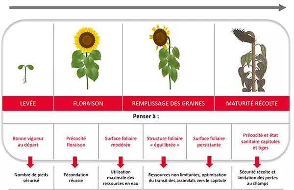 Comment bien choisir sa variété de tournesol ?