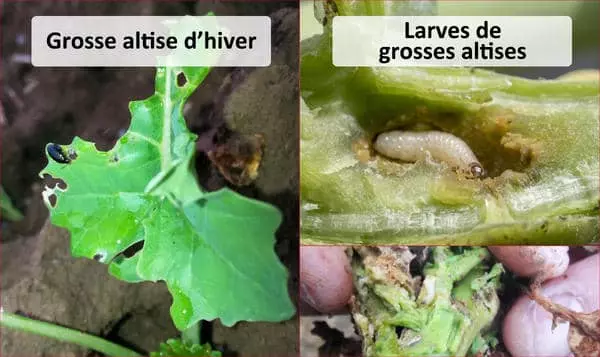 Grosse altise d'hiver et larves d'altises sur colza Visuel Grosse altise d'hiver et larves d'altises sur colza