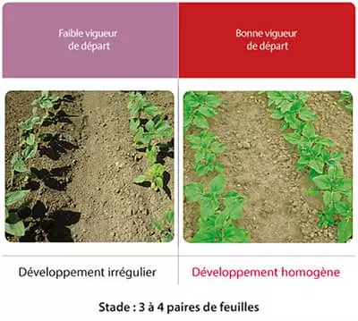 Visuel Vigueur départ du tournesol