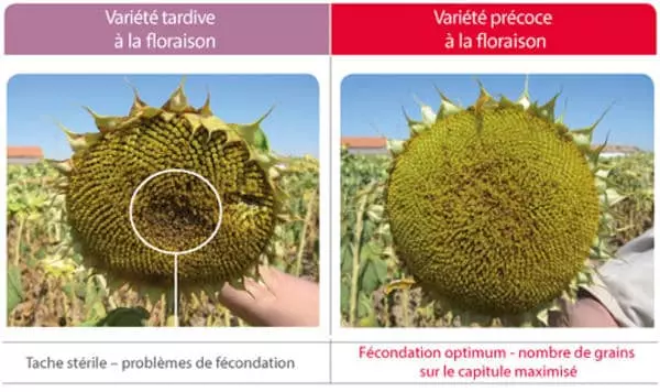 Visuel Floraison tournesol selon choix variétal