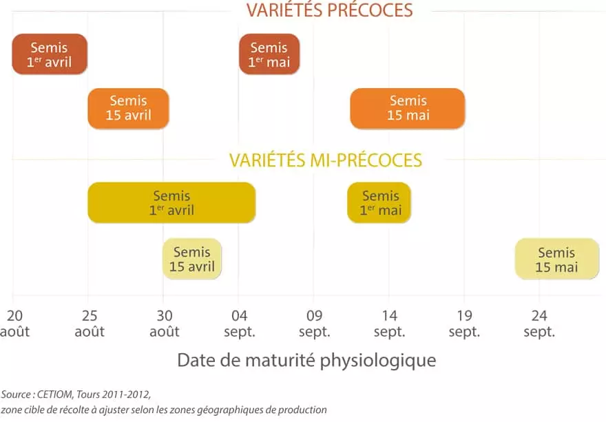 Maturité tournesol Visuel Maturité tournesol
