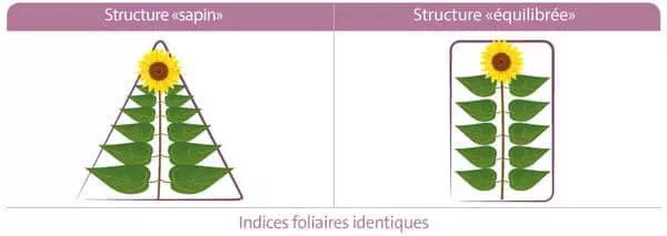 Structure du tournesol Visuel Structure du tournesol