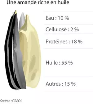 Visuel graine de Tournesol