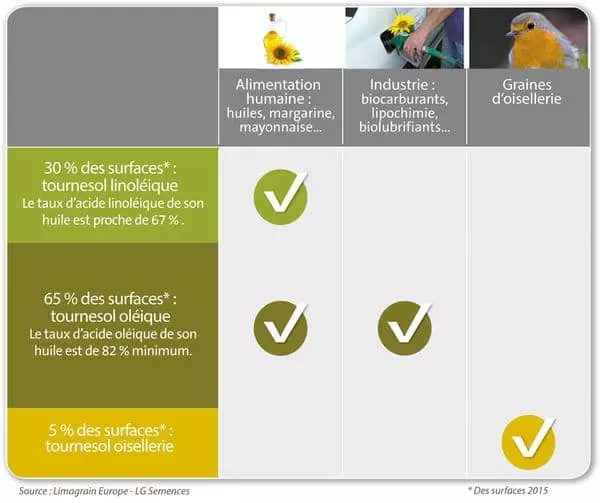 Visuel Quelles_débouchés_tournesol