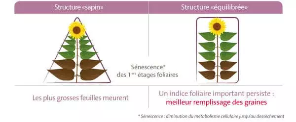 Structure du tournesol Visuel Structure du tournesol