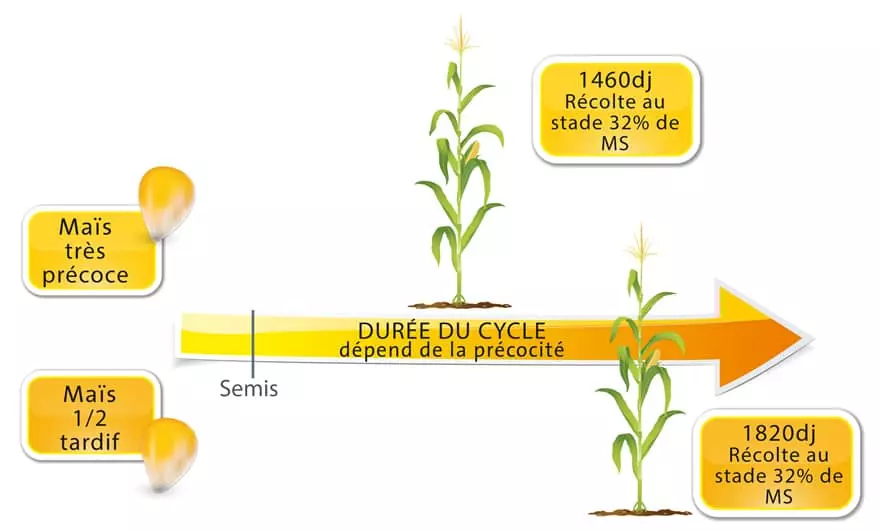 Visuel Cycle maïs fourrage