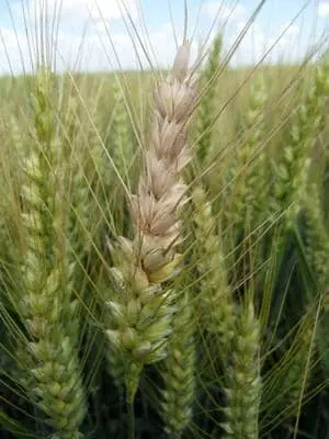 Visuel Fusariose sur épi de blé
