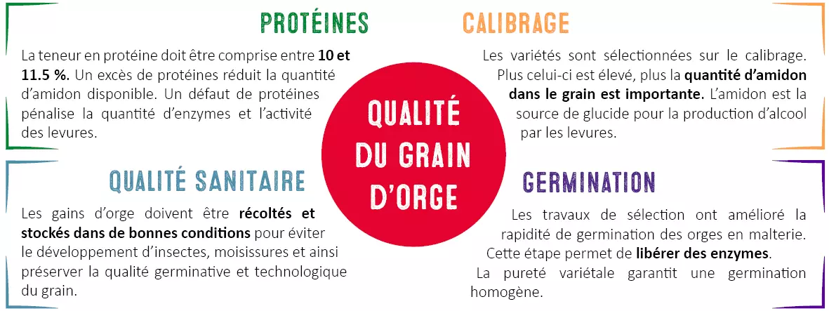 Visuel Exigences technologiques d'une variété d'orge