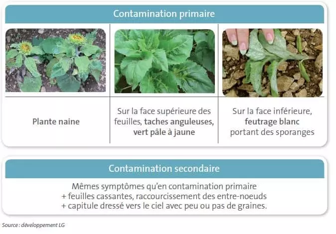 Visuel Mildiou tournesol