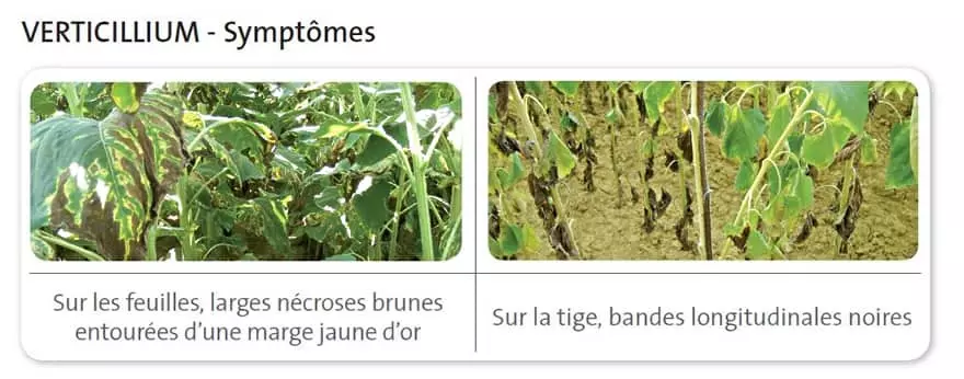 Maladies tournesol verticilium Visuel Maladies tournesol verticilium