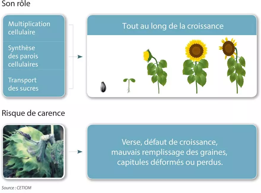 Croissance tournesol Visuel Croissance tournesol
