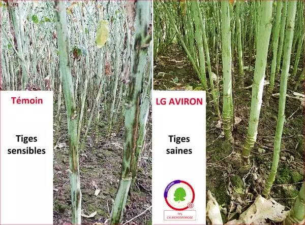 Visuel Témoin sensible à la cylindrosporiose colza VS LG AVIRON dans la même parcelle 2020