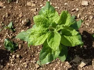 Visuel Plant tournesol mildiousé vue dessus