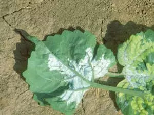 Visuel Plant tournesol mildiousé