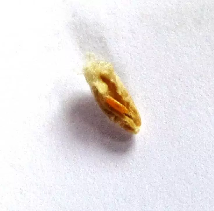 Cécidomyies Visuel Cécidomyies