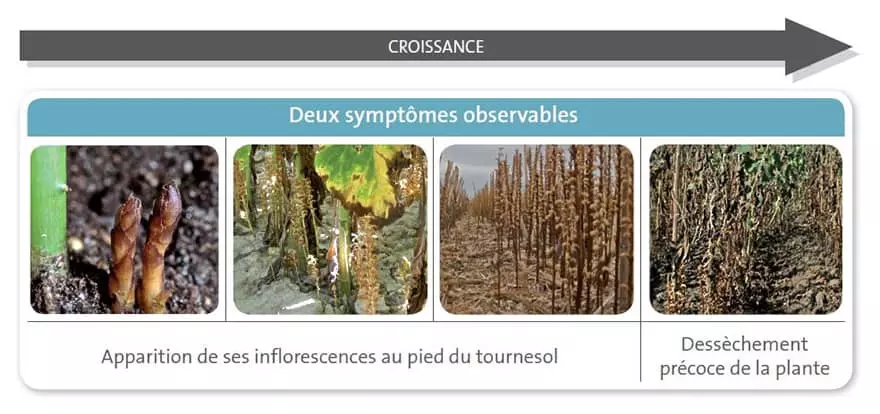 Visuel Orobanche sur tournesol