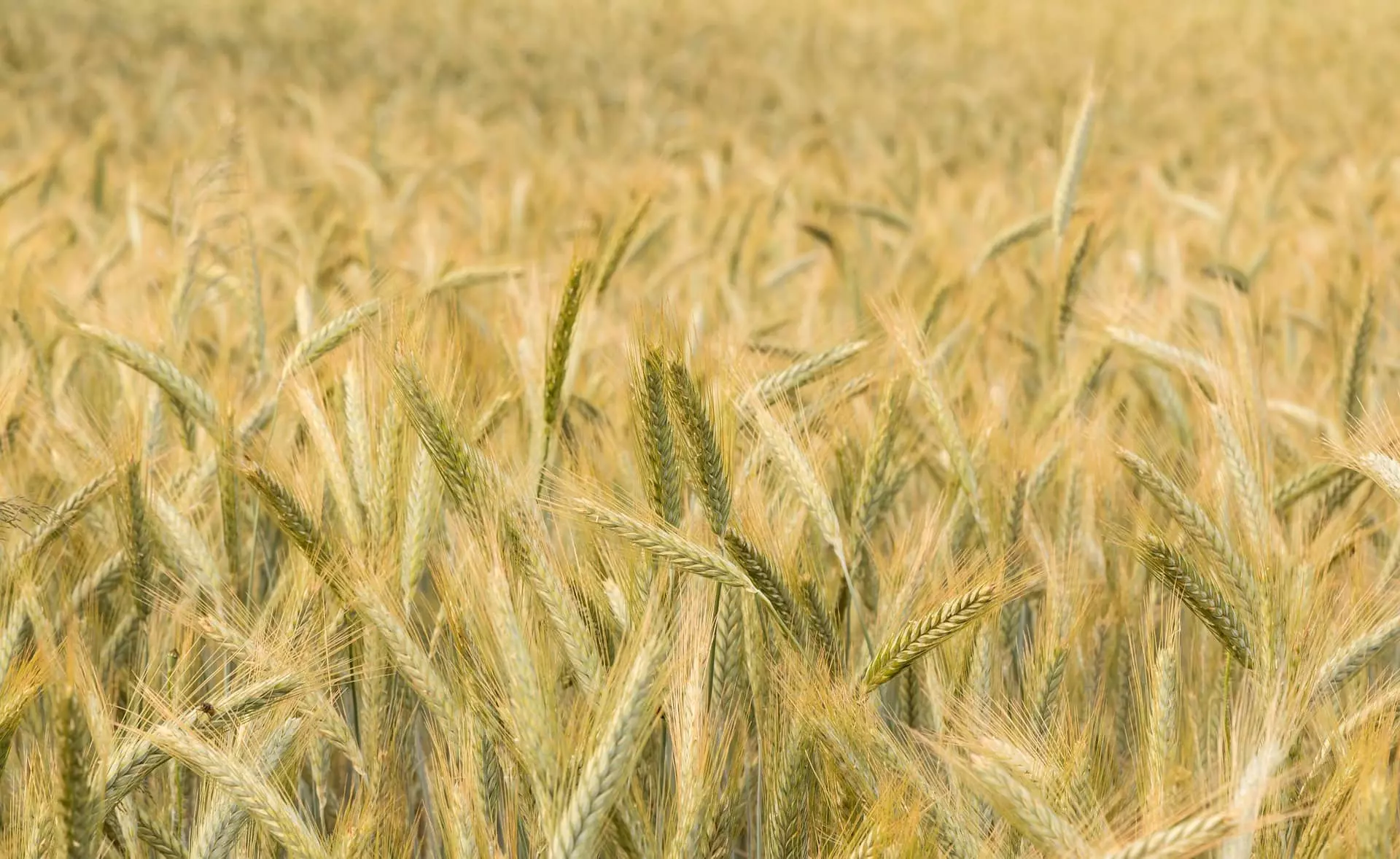 Visuel Culture-triticale-LG