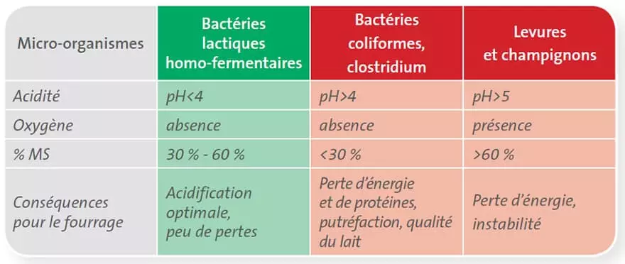 Visuel Les micro-organismes dans le fourrage