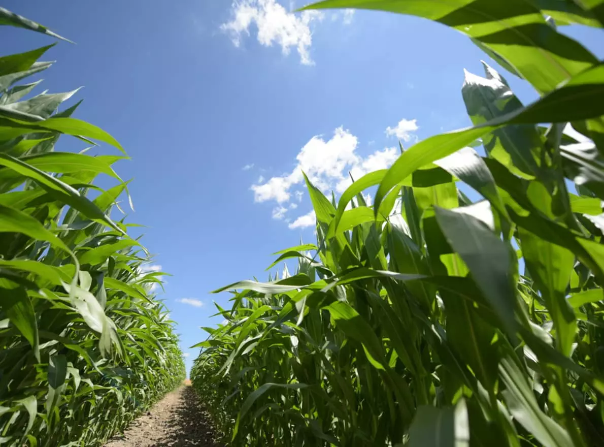 Visuel Maïs fourrage pour ensilage