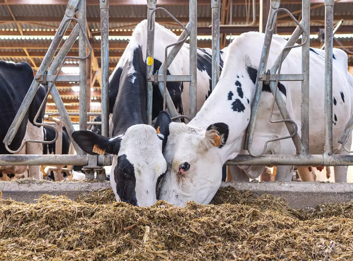 Visuel Vaches laitières Prim’Holstein