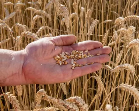 Visuel Progrès génétique, innovation et respect de l’environnement